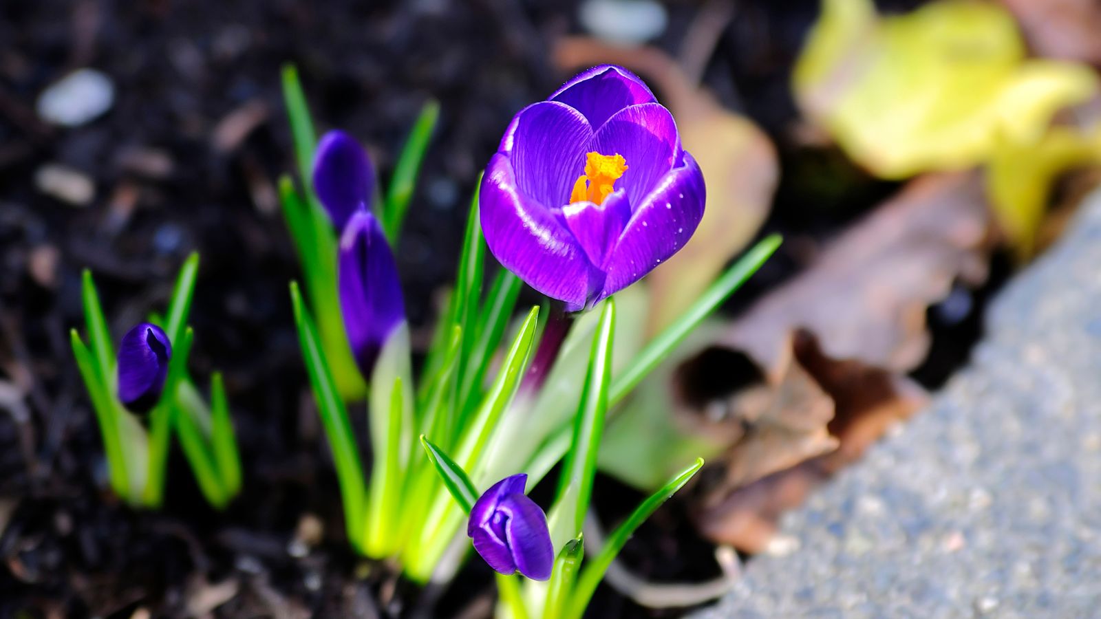 Spring Is in the Air: Lighten Up Your Leadership Journey